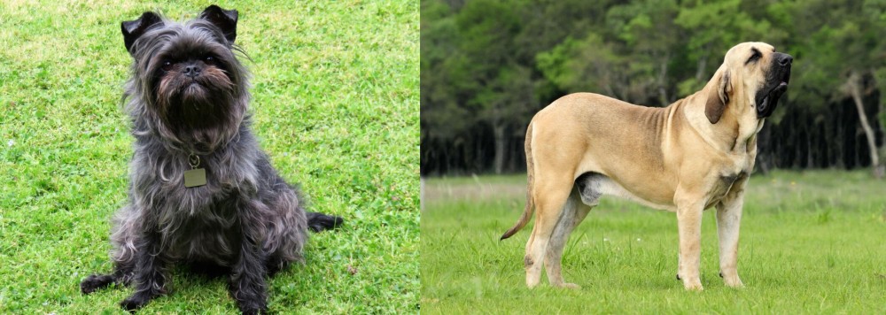 Fila Brasileiro vs Affenpinscher - Breed Comparison