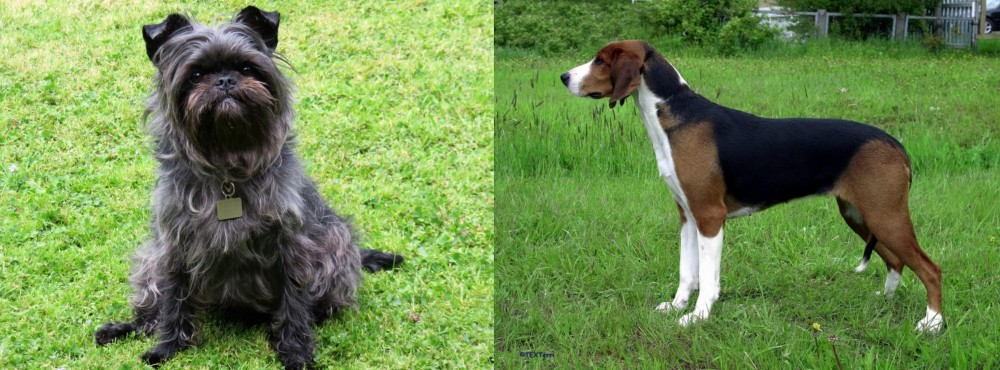 Finnish Hound vs Affenpinscher - Breed Comparison