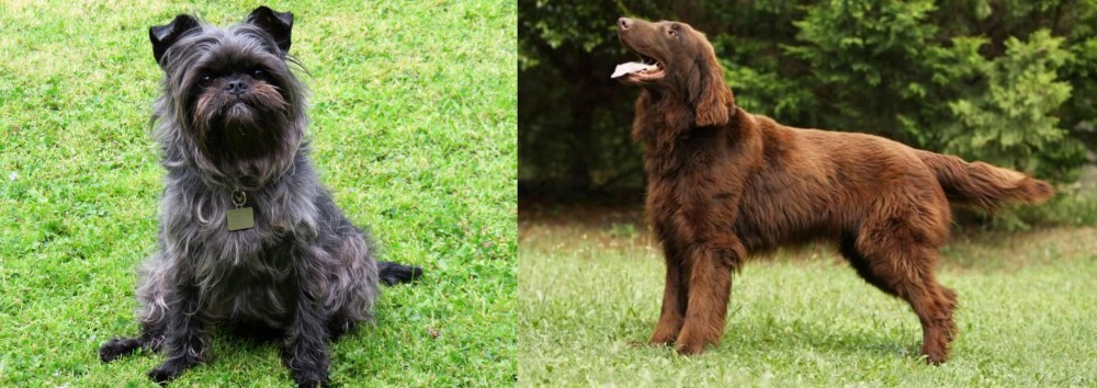 Flat-Coated Retriever vs Affenpinscher - Breed Comparison