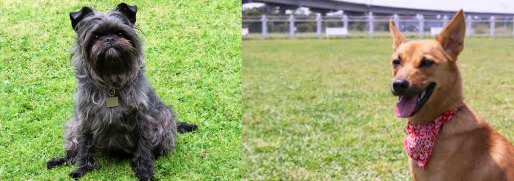 Formosan Mountain Dog vs Affenpinscher - Breed Comparison