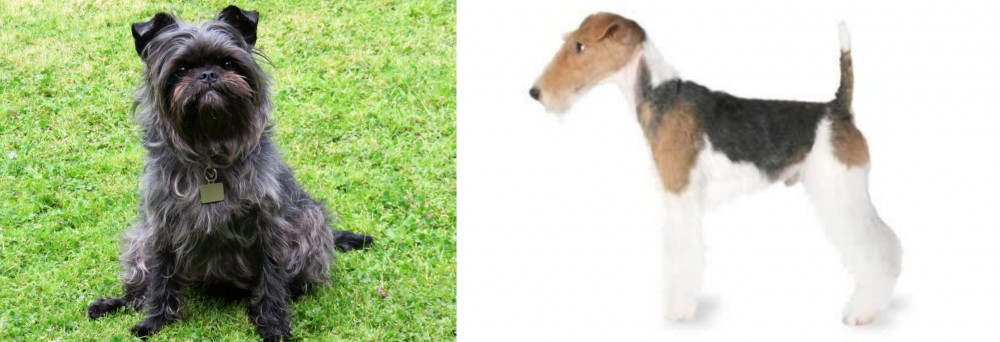 Fox Terrier vs Affenpinscher - Breed Comparison