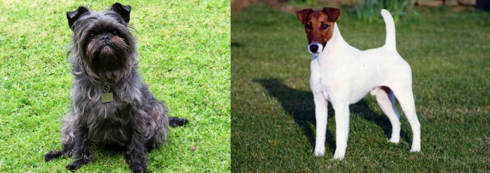 Fox Terrier (Smooth) vs Affenpinscher - Breed Comparison