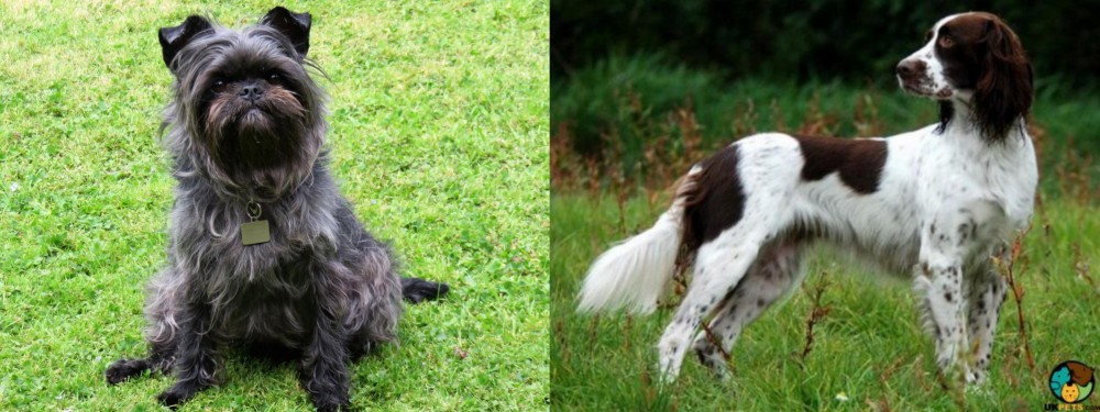 French Spaniel vs Affenpinscher - Breed Comparison