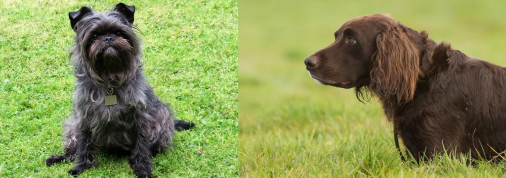 German Longhaired Pointer vs Affenpinscher - Breed Comparison