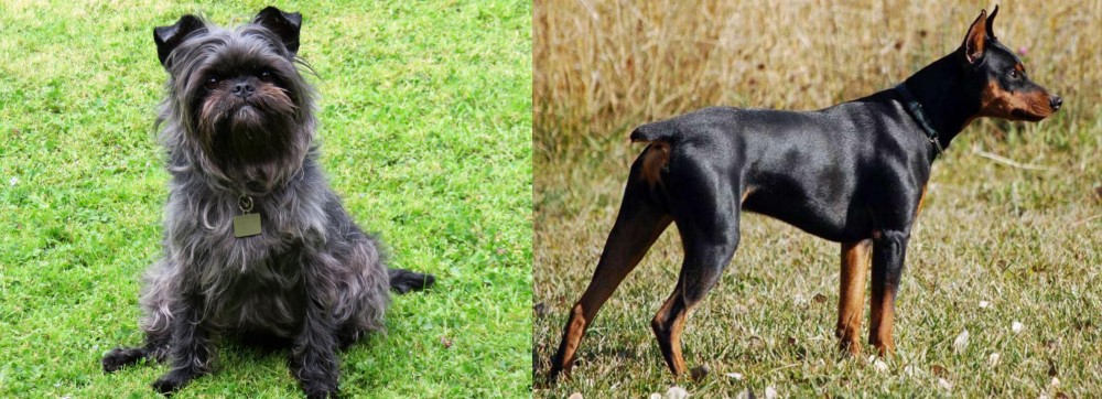 German Pinscher vs Affenpinscher - Breed Comparison