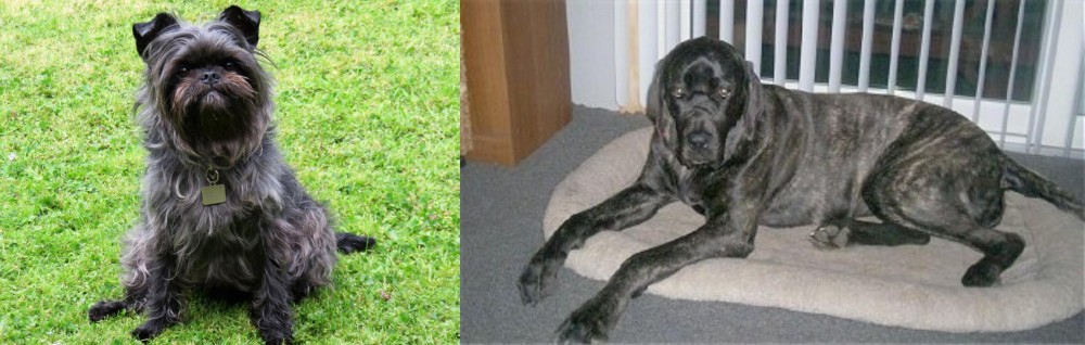 Giant Maso Mastiff vs Affenpinscher - Breed Comparison