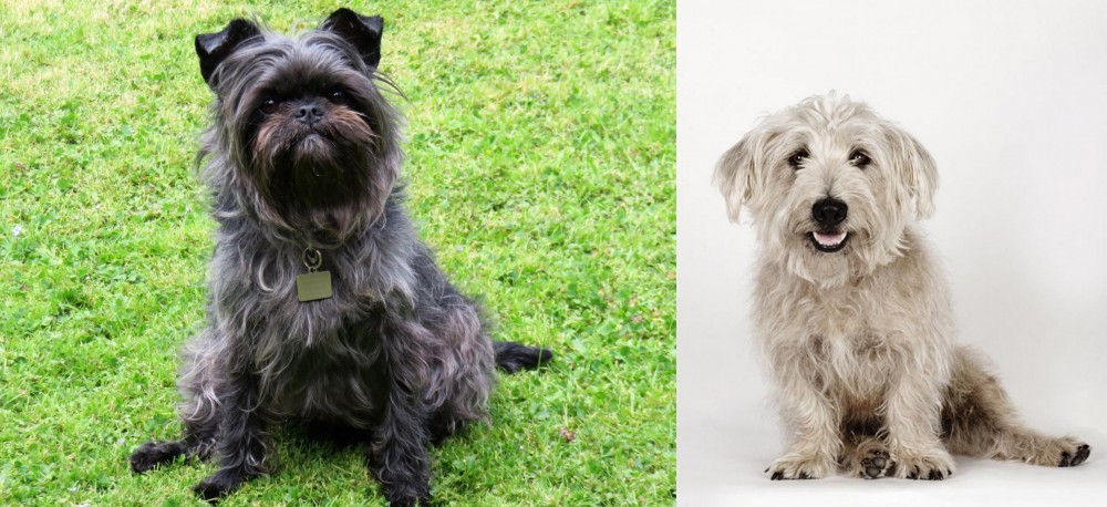 Glen of Imaal Terrier vs Affenpinscher - Breed Comparison