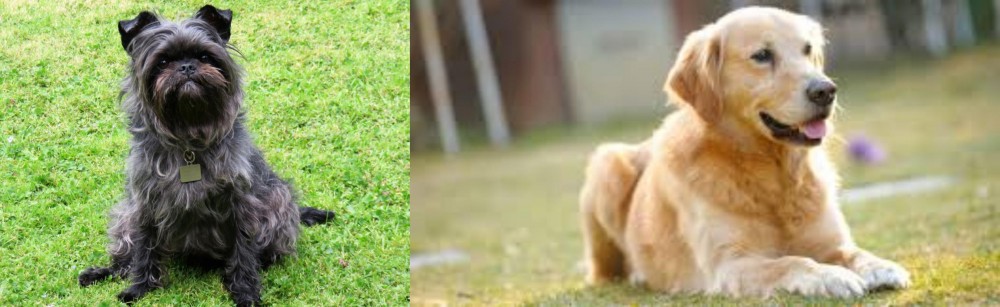Goldador vs Affenpinscher - Breed Comparison