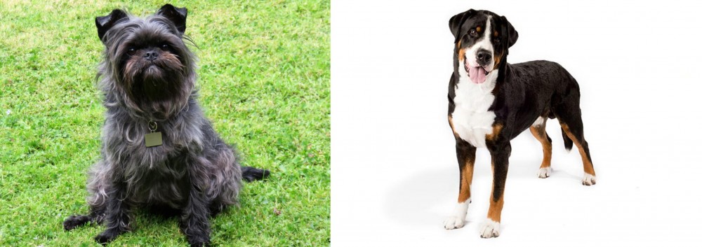 Greater Swiss Mountain Dog vs Affenpinscher - Breed Comparison