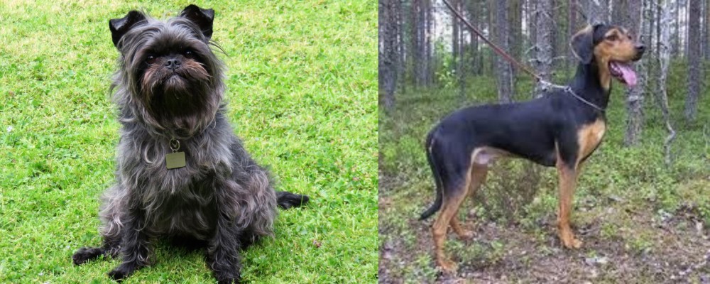 Greek Harehound vs Affenpinscher - Breed Comparison