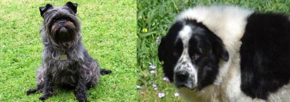 Greek Sheepdog vs Affenpinscher - Breed Comparison