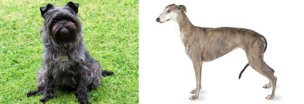 Greyhound vs Affenpinscher - Breed Comparison