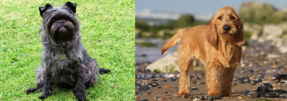 Griffon Fauve de Bretagne vs Affenpinscher - Breed Comparison