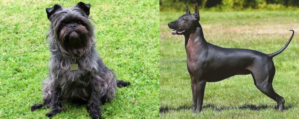 Hairless Khala vs Affenpinscher - Breed Comparison