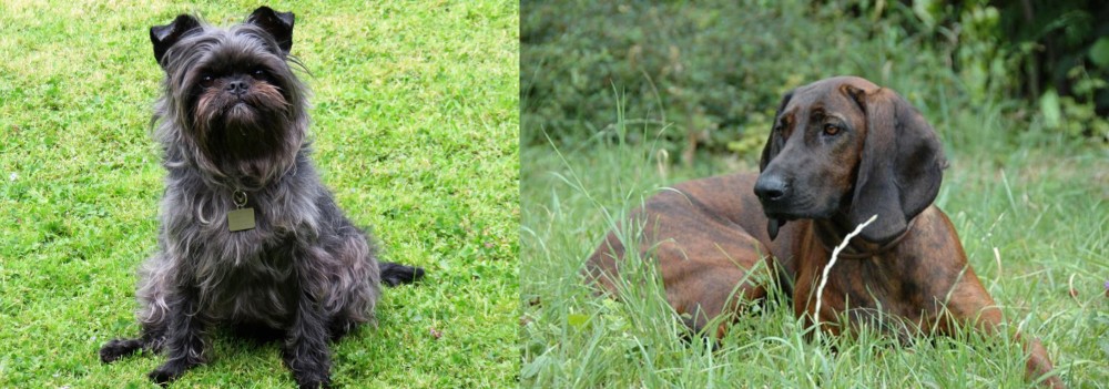 Hanover Hound vs Affenpinscher - Breed Comparison