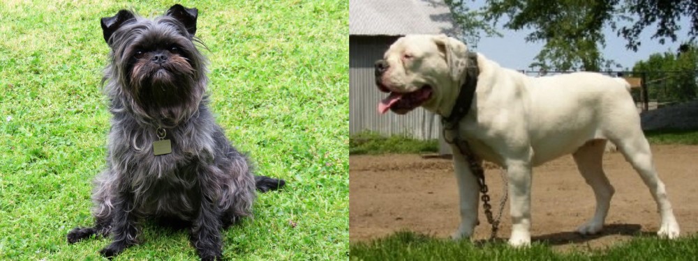 Hermes Bulldogge vs Affenpinscher - Breed Comparison