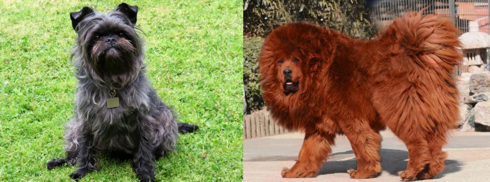 Himalayan Mastiff vs Affenpinscher - Breed Comparison