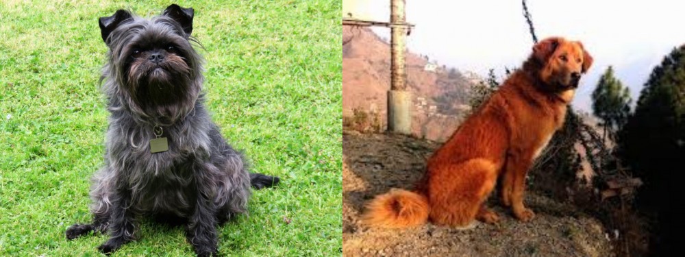 Himalayan Sheepdog vs Affenpinscher - Breed Comparison