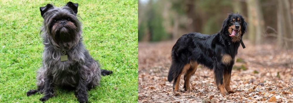 Hovawart vs Affenpinscher - Breed Comparison