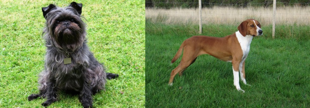 Hygenhund vs Affenpinscher - Breed Comparison