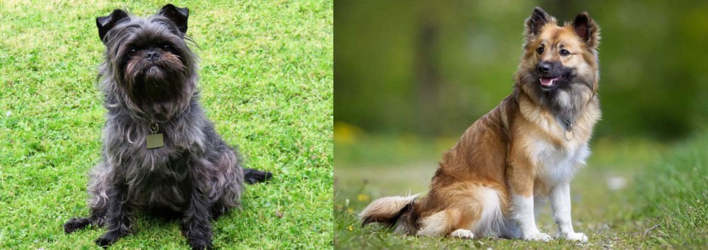 Icelandic Sheepdog vs Affenpinscher - Breed Comparison