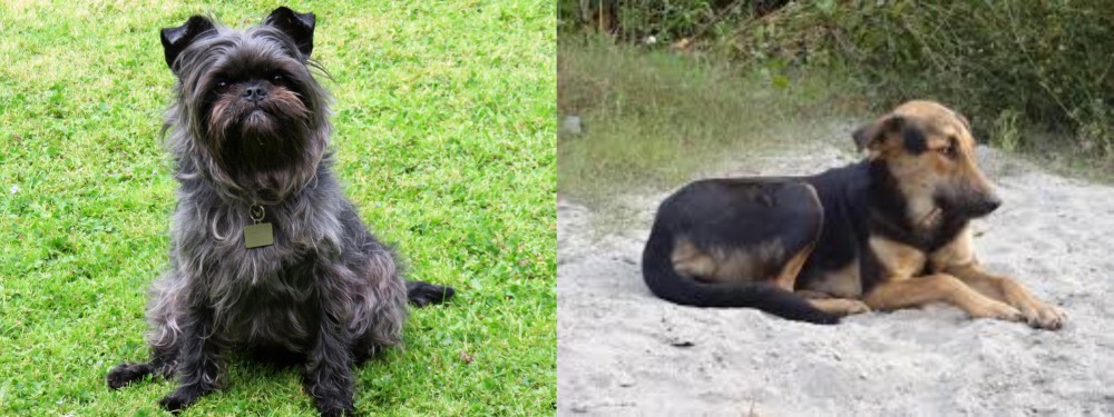 Indian Pariah Dog vs Affenpinscher - Breed Comparison