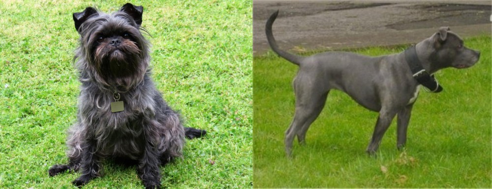 Irish Bull Terrier vs Affenpinscher - Breed Comparison
