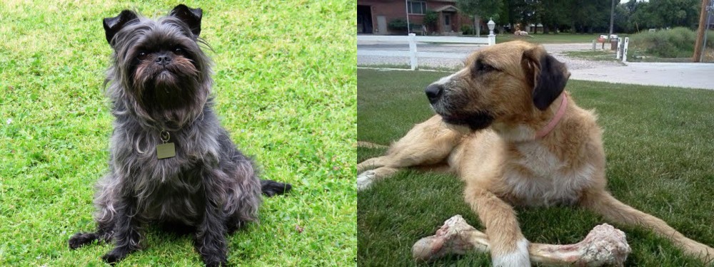 Irish Mastiff Hound vs Affenpinscher - Breed Comparison
