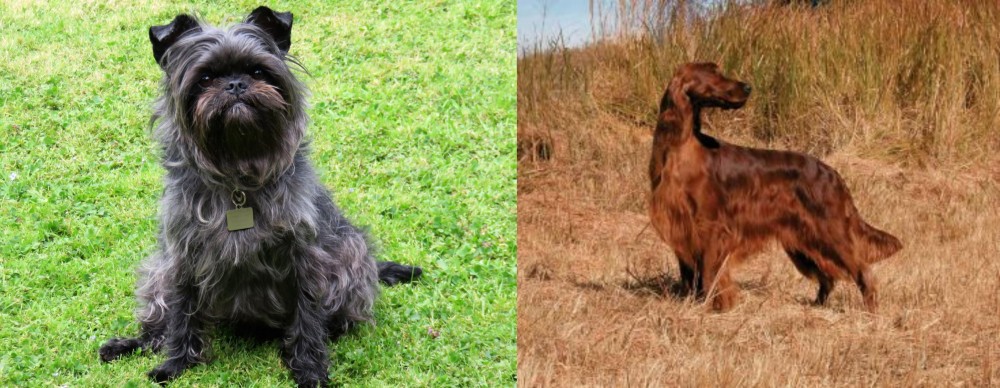 Irish Setter vs Affenpinscher - Breed Comparison