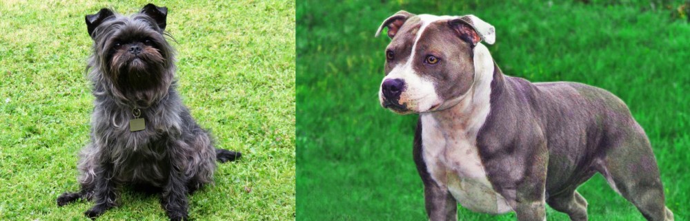Irish Staffordshire Bull Terrier vs Affenpinscher - Breed Comparison