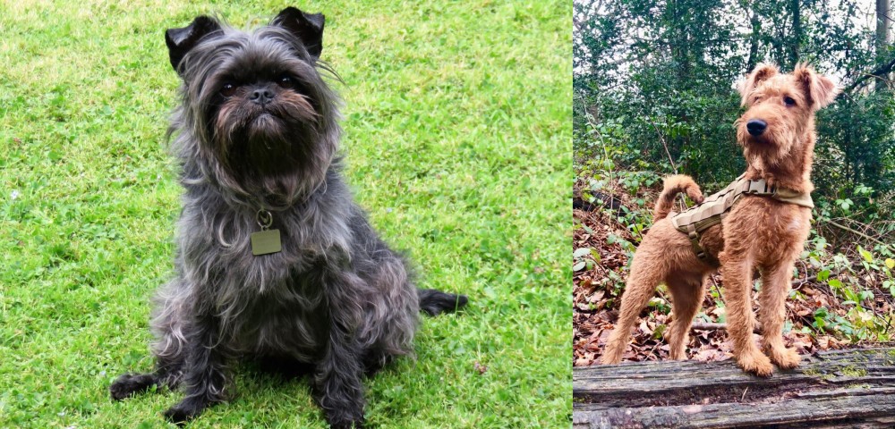 Irish Terrier vs Affenpinscher - Breed Comparison