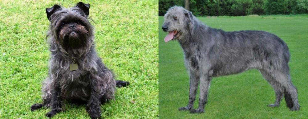 Irish Wolfhound vs Affenpinscher - Breed Comparison