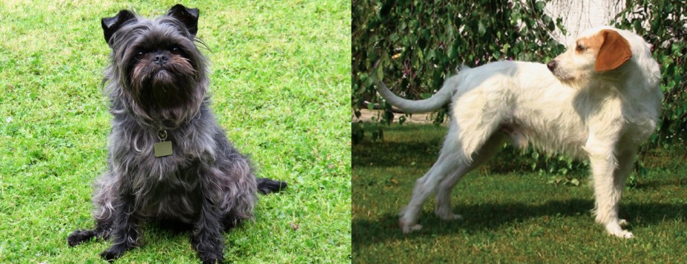 Istarski Ostrodlaki Gonic vs Affenpinscher - Breed Comparison