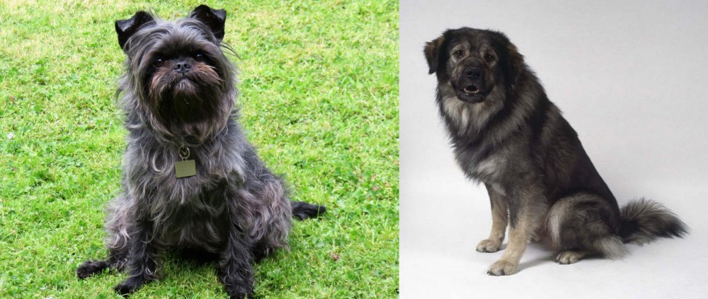 Istrian Sheepdog vs Affenpinscher - Breed Comparison
