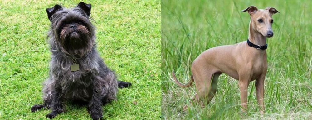 Italian Greyhound vs Affenpinscher - Breed Comparison