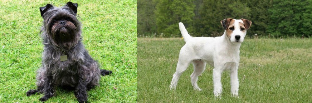 Jack Russell Terrier vs Affenpinscher - Breed Comparison