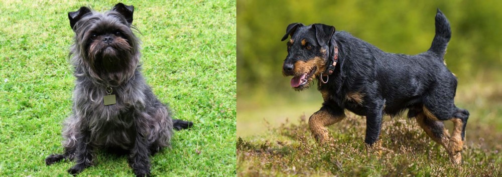 Jagdterrier vs Affenpinscher - Breed Comparison