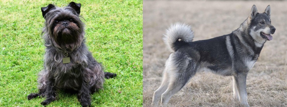 Jamthund vs Affenpinscher - Breed Comparison