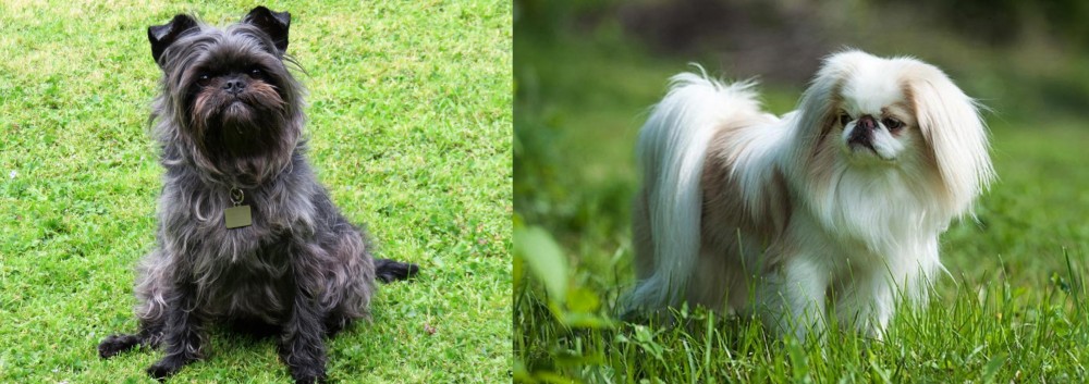 Japanese Chin vs Affenpinscher - Breed Comparison