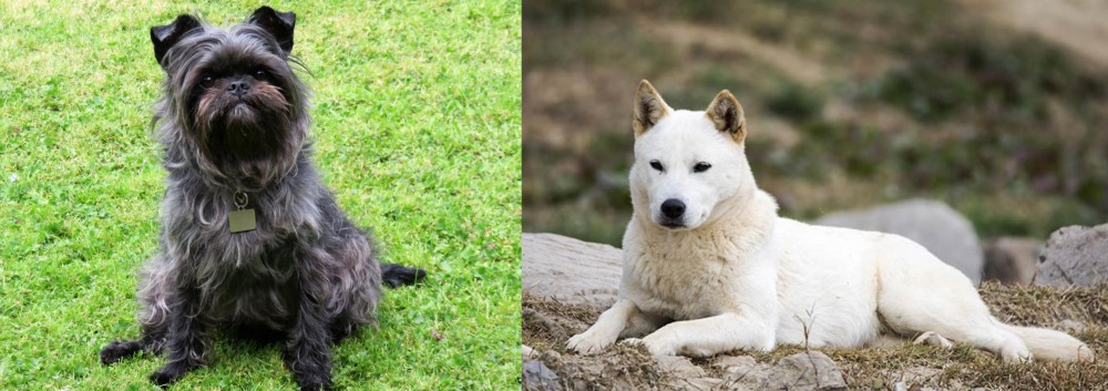 Jindo vs Affenpinscher - Breed Comparison