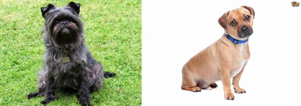 Jug vs Affenpinscher - Breed Comparison