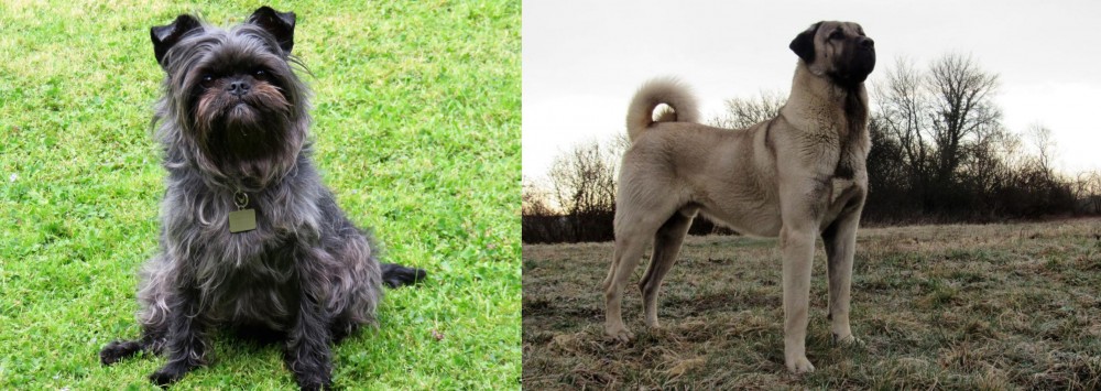 Kangal Dog vs Affenpinscher - Breed Comparison