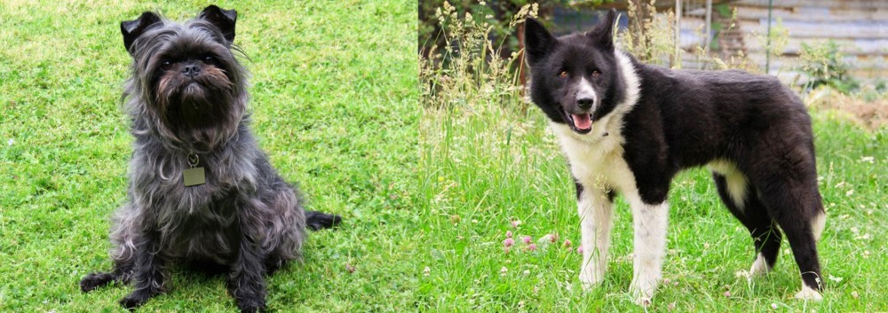 Karelian Bear Dog vs Affenpinscher - Breed Comparison