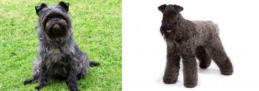 Kerry Blue Terrier vs Affenpinscher - Breed Comparison