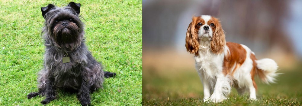 King Charles Spaniel vs Affenpinscher - Breed Comparison