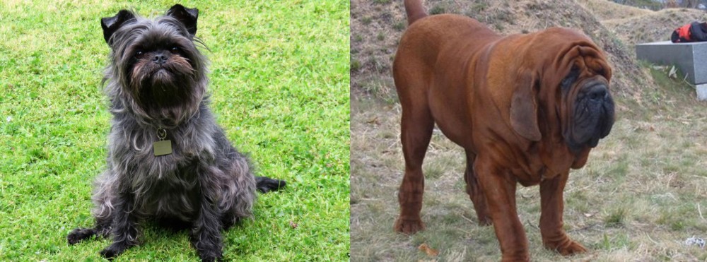 Korean Mastiff vs Affenpinscher - Breed Comparison