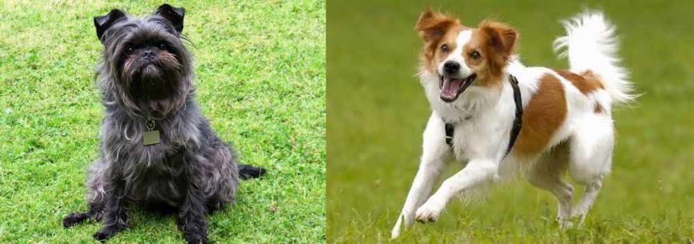 Kromfohrlander vs Affenpinscher - Breed Comparison