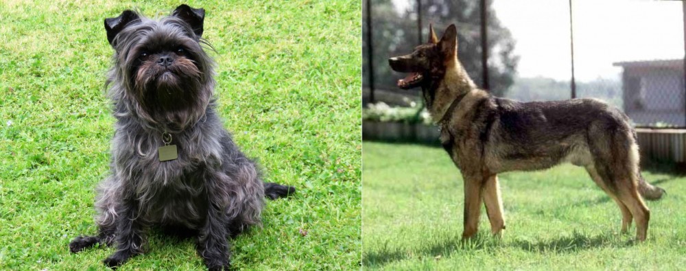 Kunming Dog vs Affenpinscher - Breed Comparison