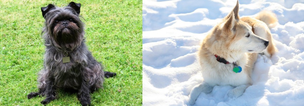 Labrador Husky vs Affenpinscher - Breed Comparison
