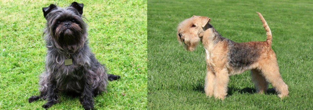 Lakeland Terrier vs Affenpinscher - Breed Comparison